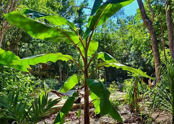Acomodação com café da manhã  Casa Mango Tulum